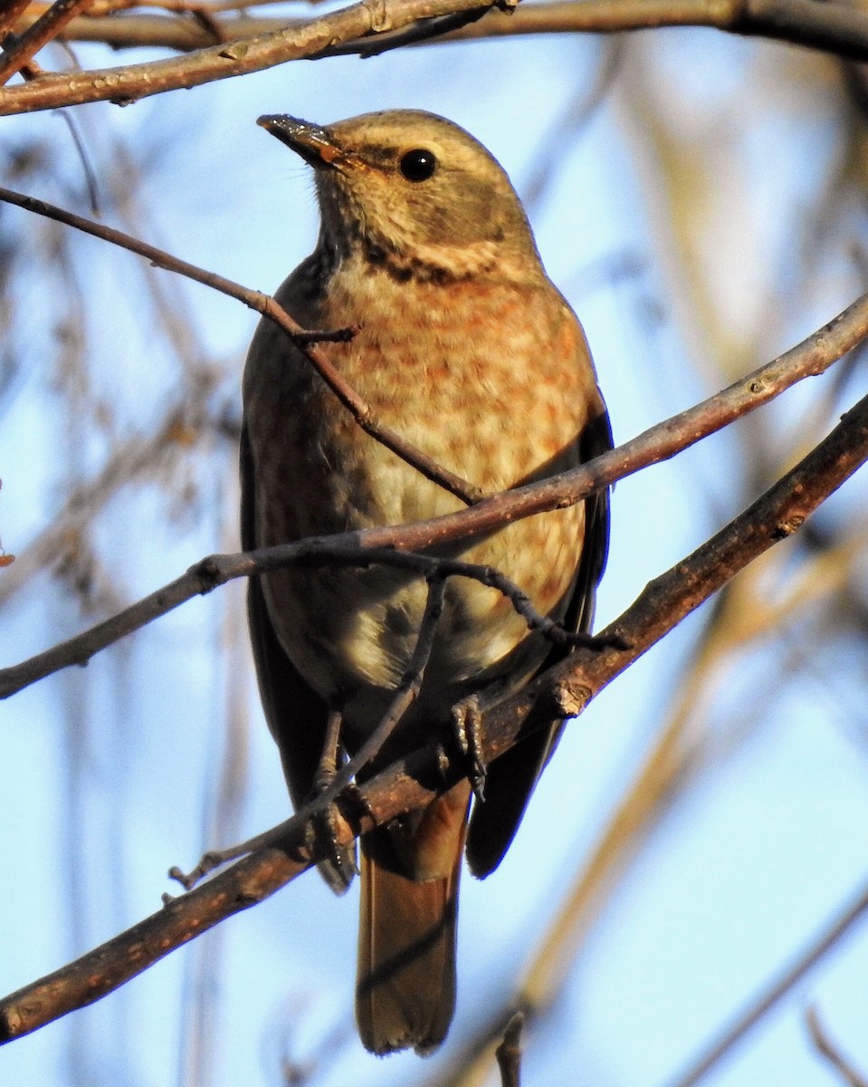 Naumann's Thrush - ML434645921