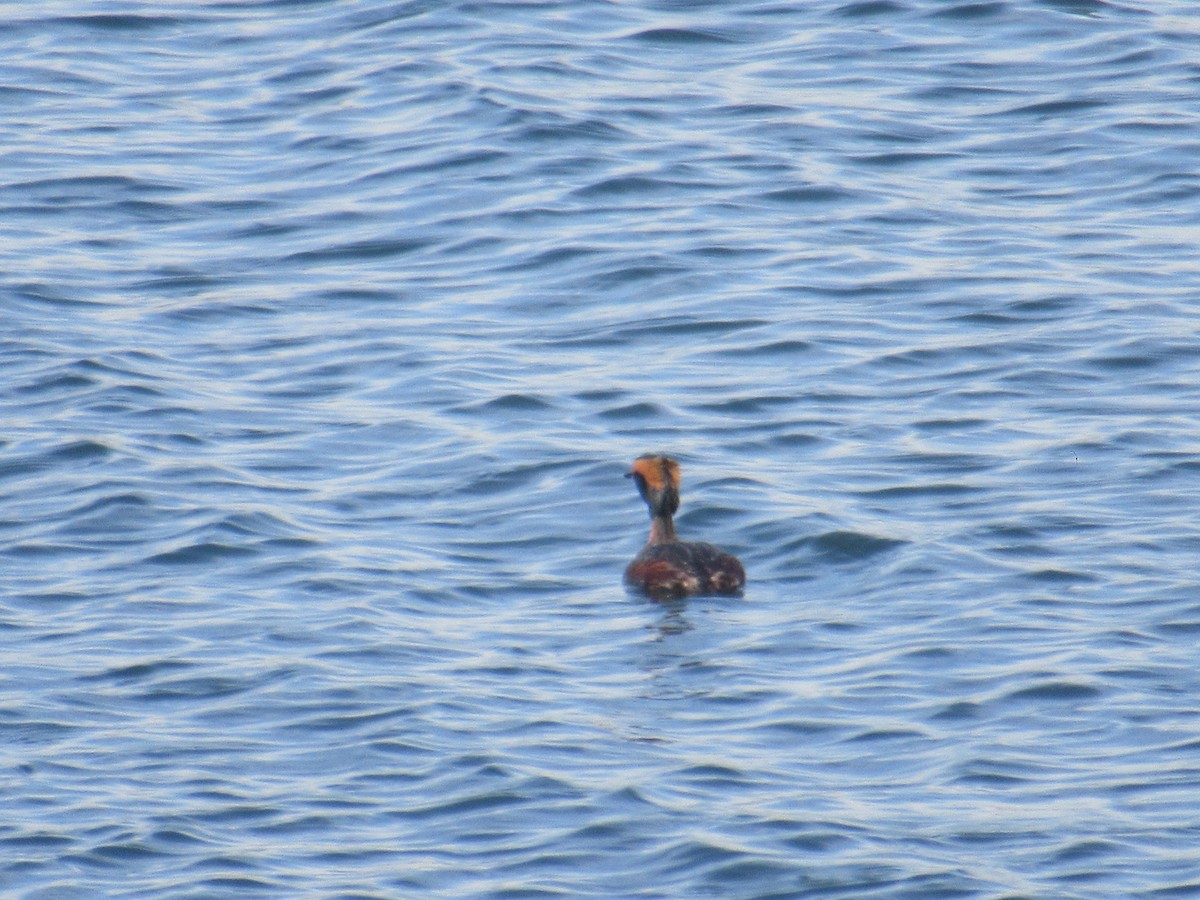 Ohrentaucher - ML434648871