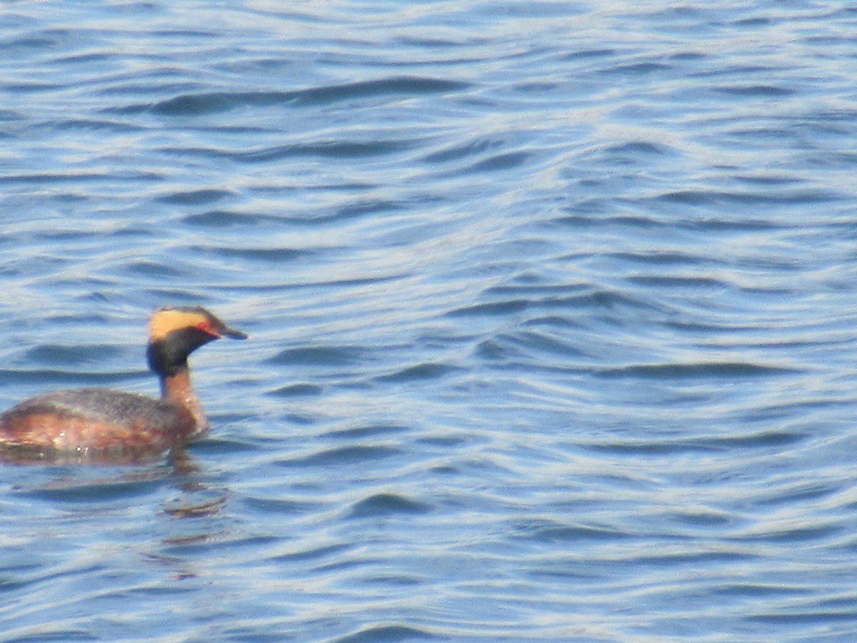 Ohrentaucher - ML434648891