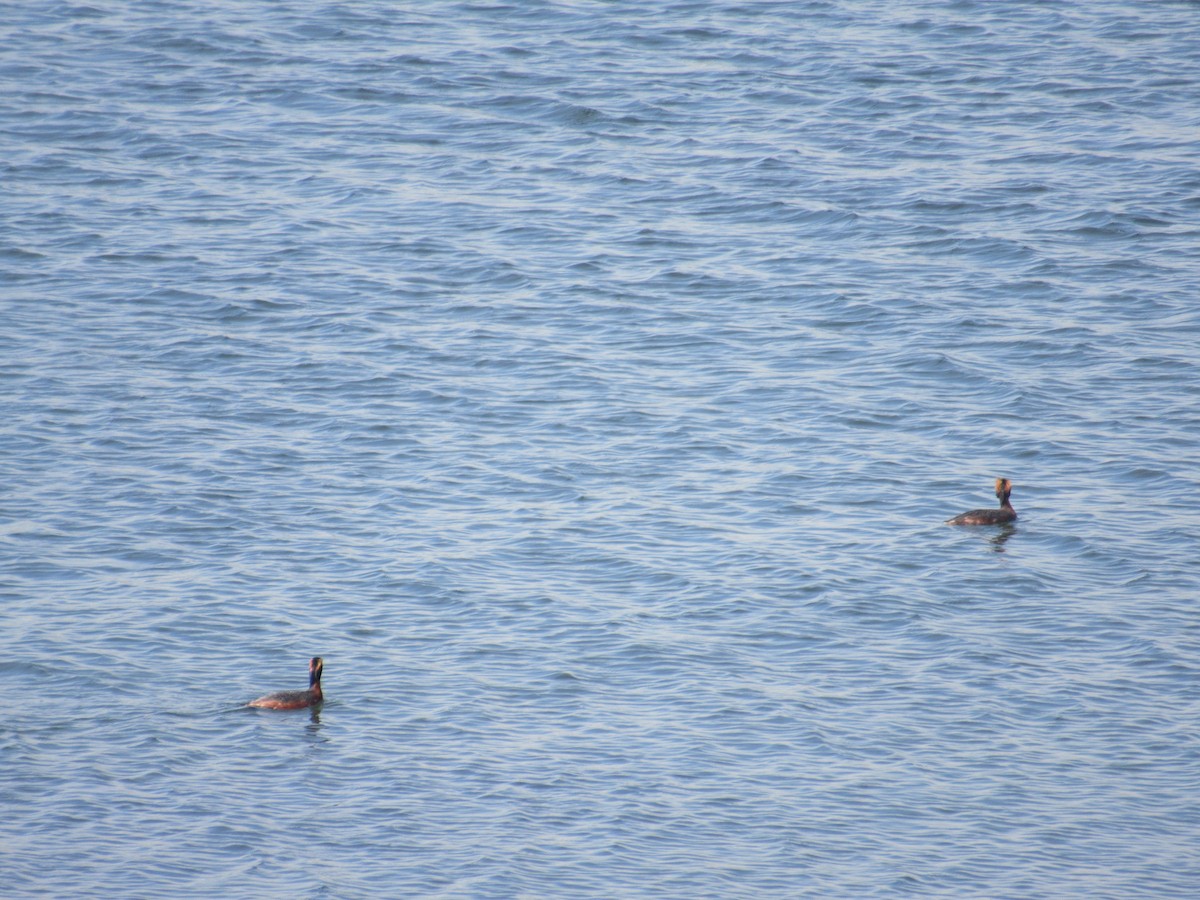 Ohrentaucher - ML434649061