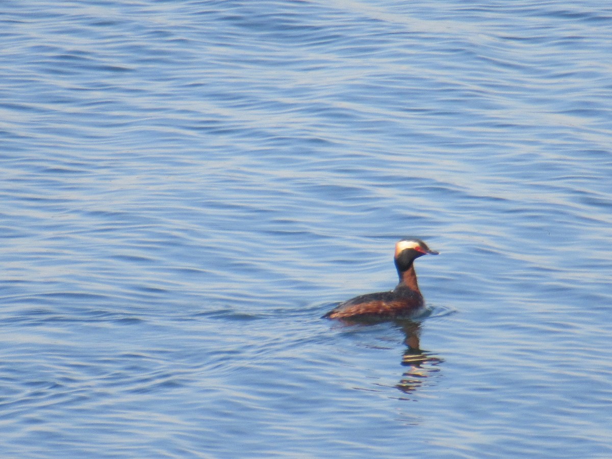 Ohrentaucher - ML434649101