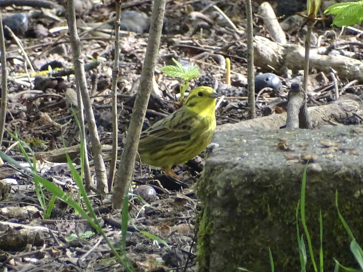 Bruant jaune - ML434650351