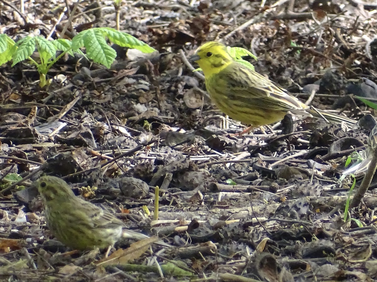 Yellowhammer - ML434650401