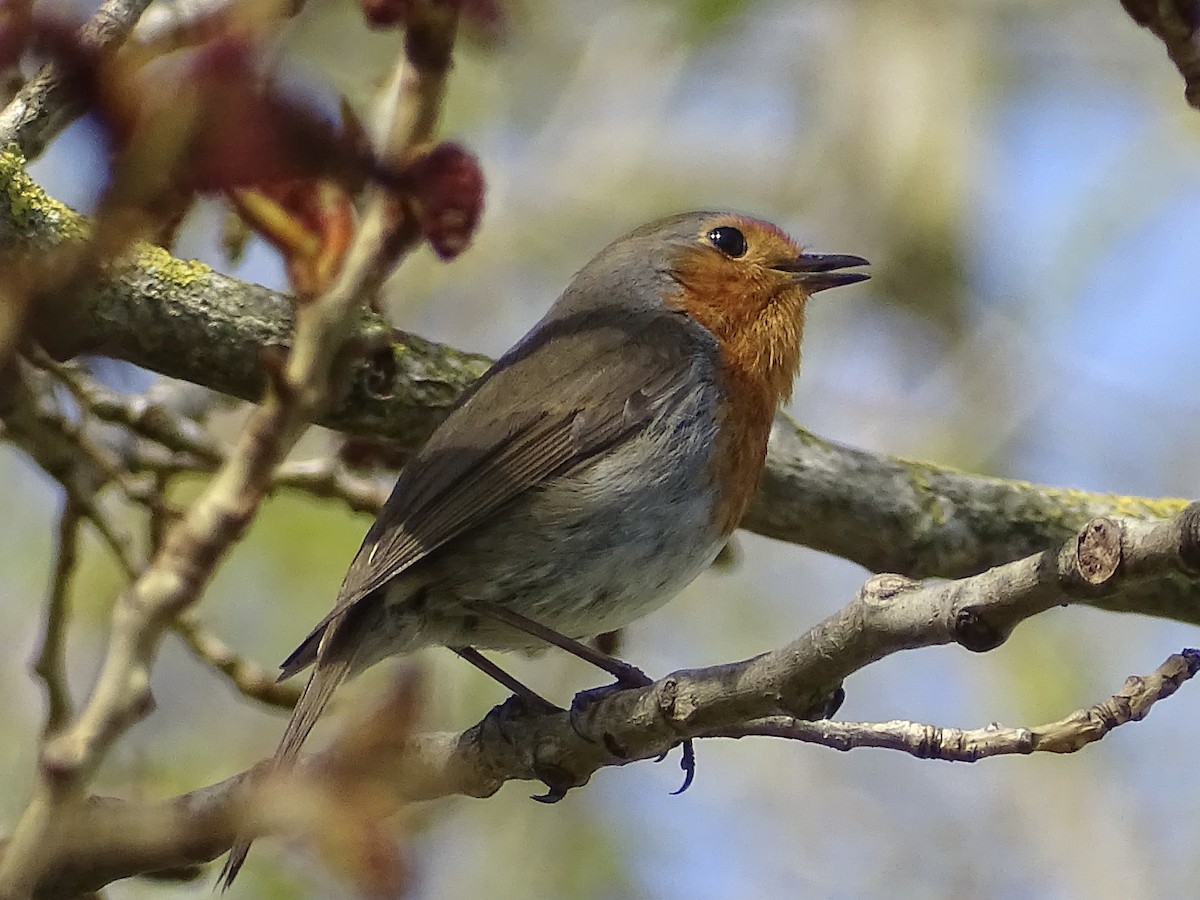 European Robin - ML434650431