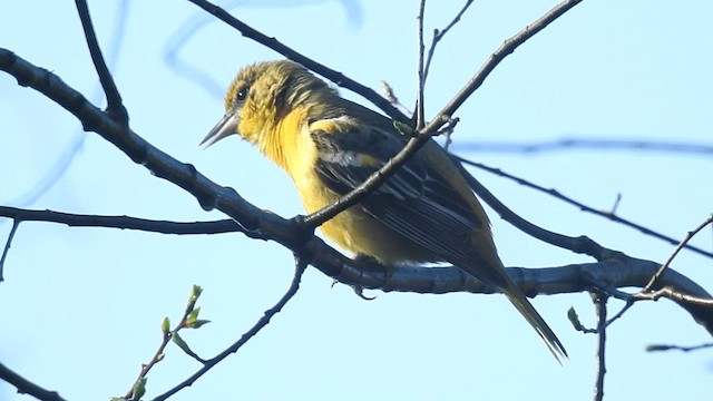 Baltimore Oriole - ML434650801