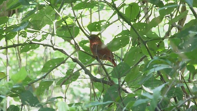 Red-crowned Ant-Tanager - ML434653601