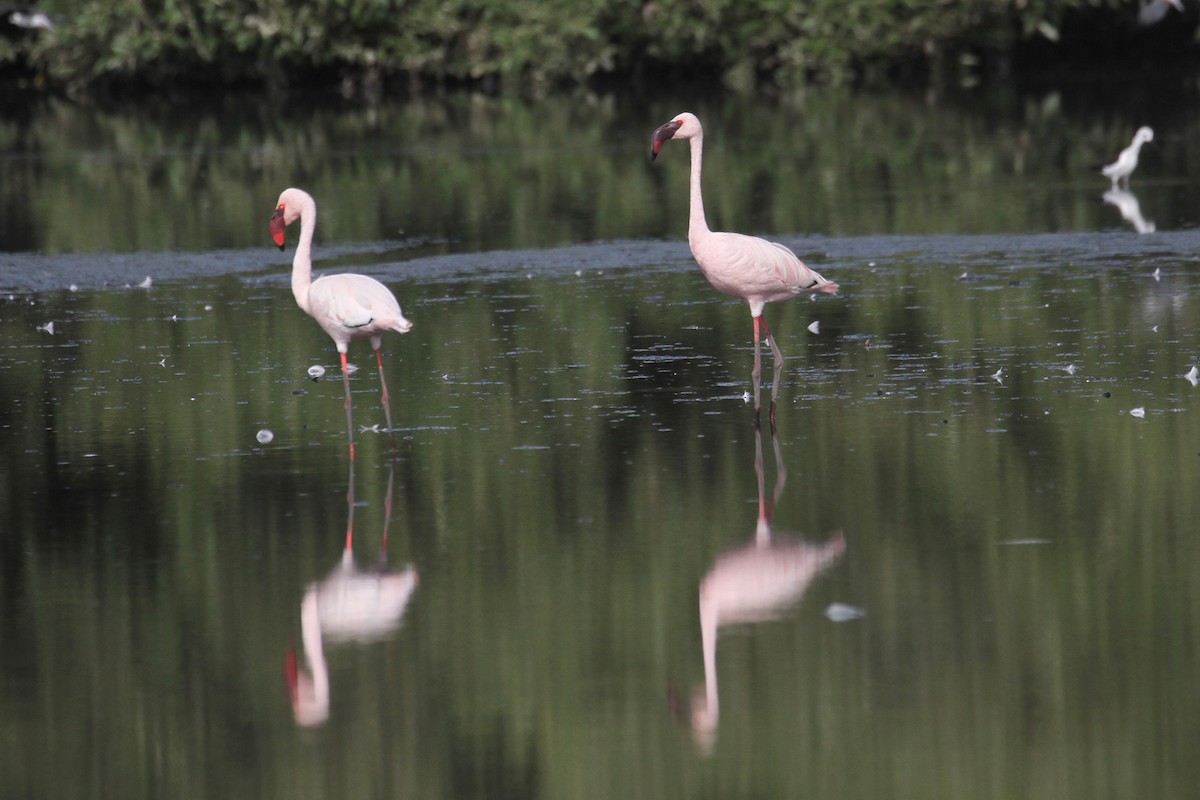 dvergflamingo - ML434654421