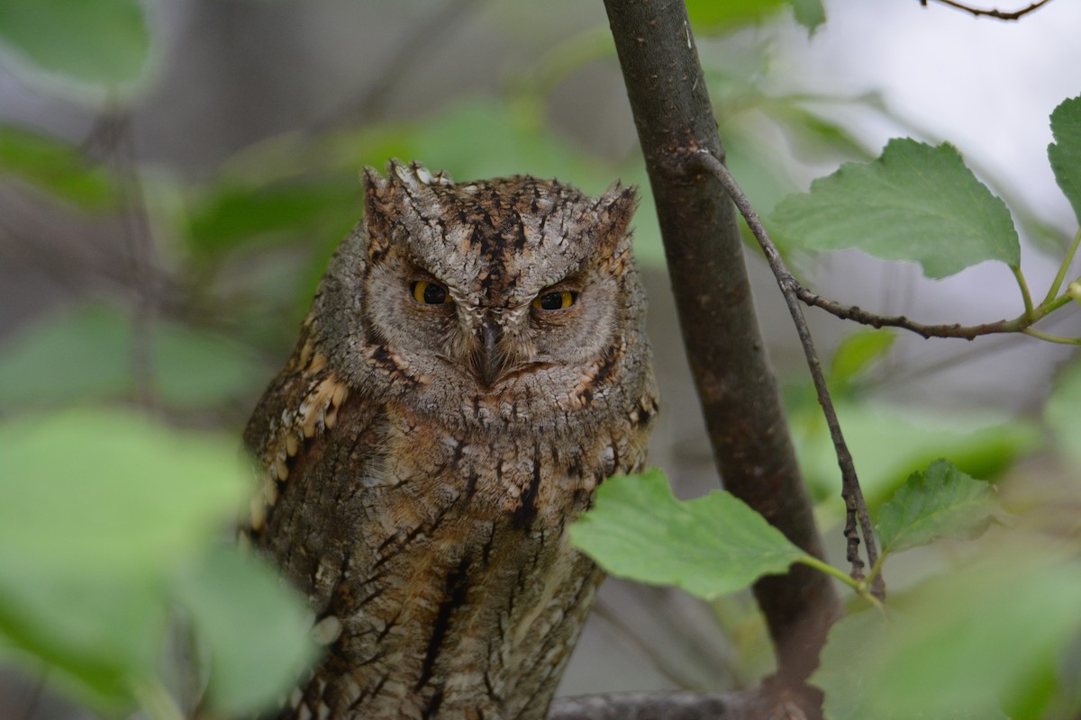 Eurasian Scops-Owl - ML434656771