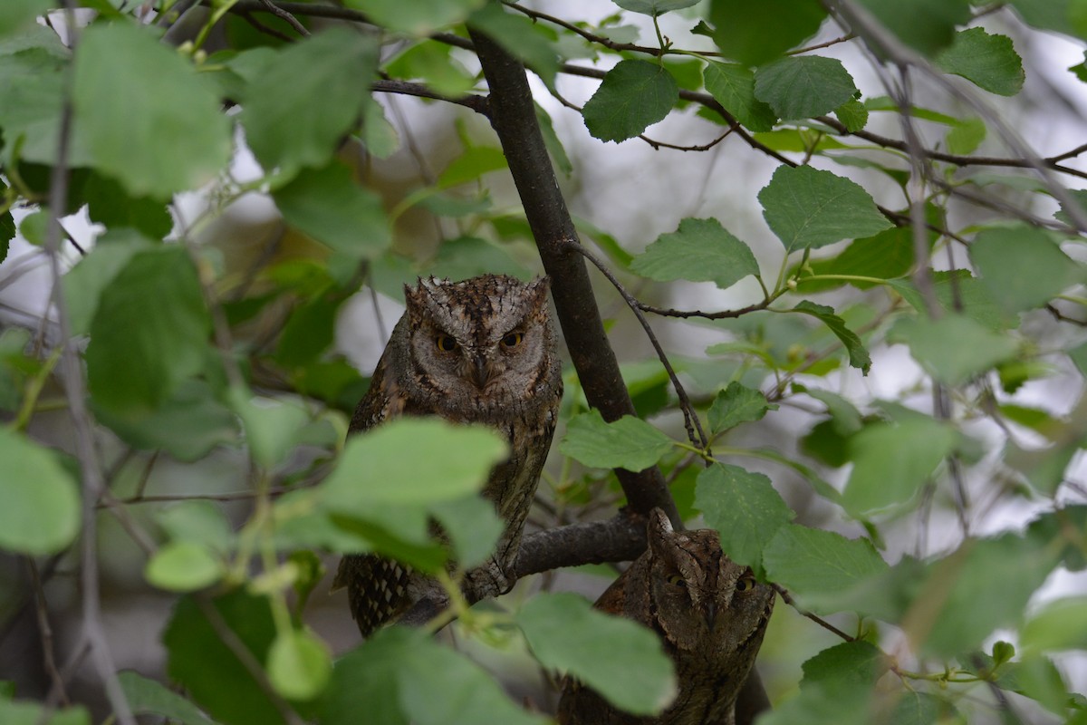 Eurasian Scops-Owl - ML434656781