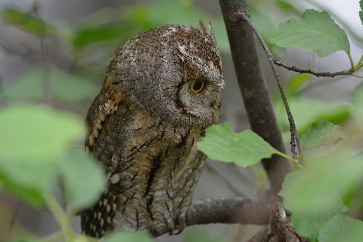 Eurasian Scops-Owl - ML434656881