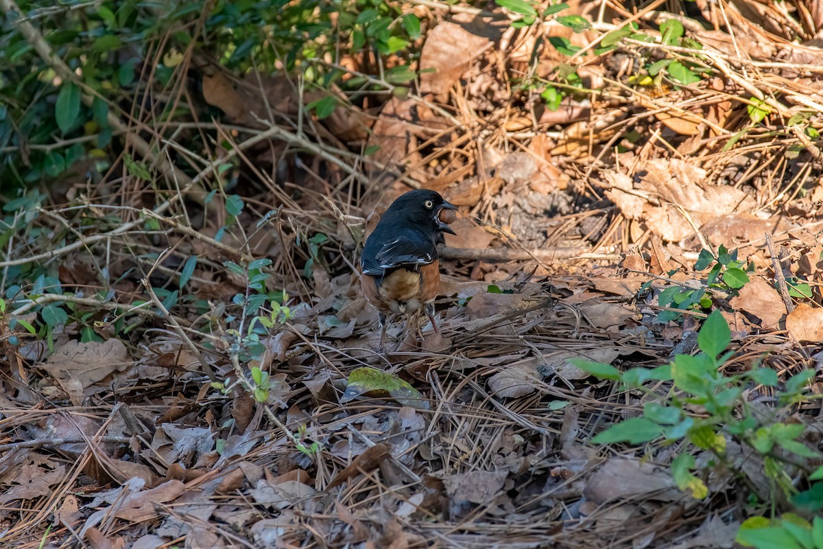 Eastern Towhee - ML434661281