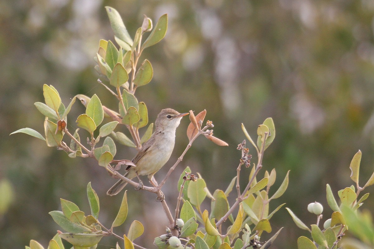 Common Reed Warbler (Mangrove) - ML434661461