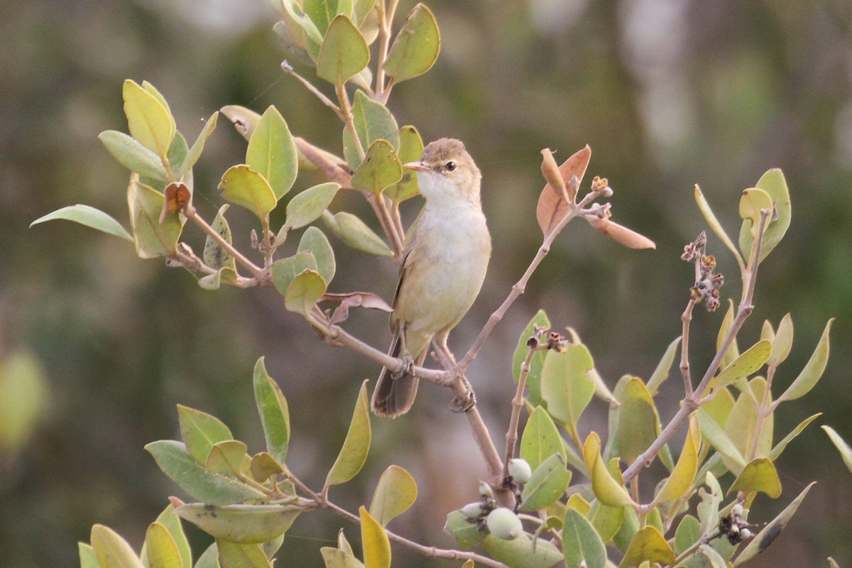 Common Reed Warbler (Mangrove) - ML434661571