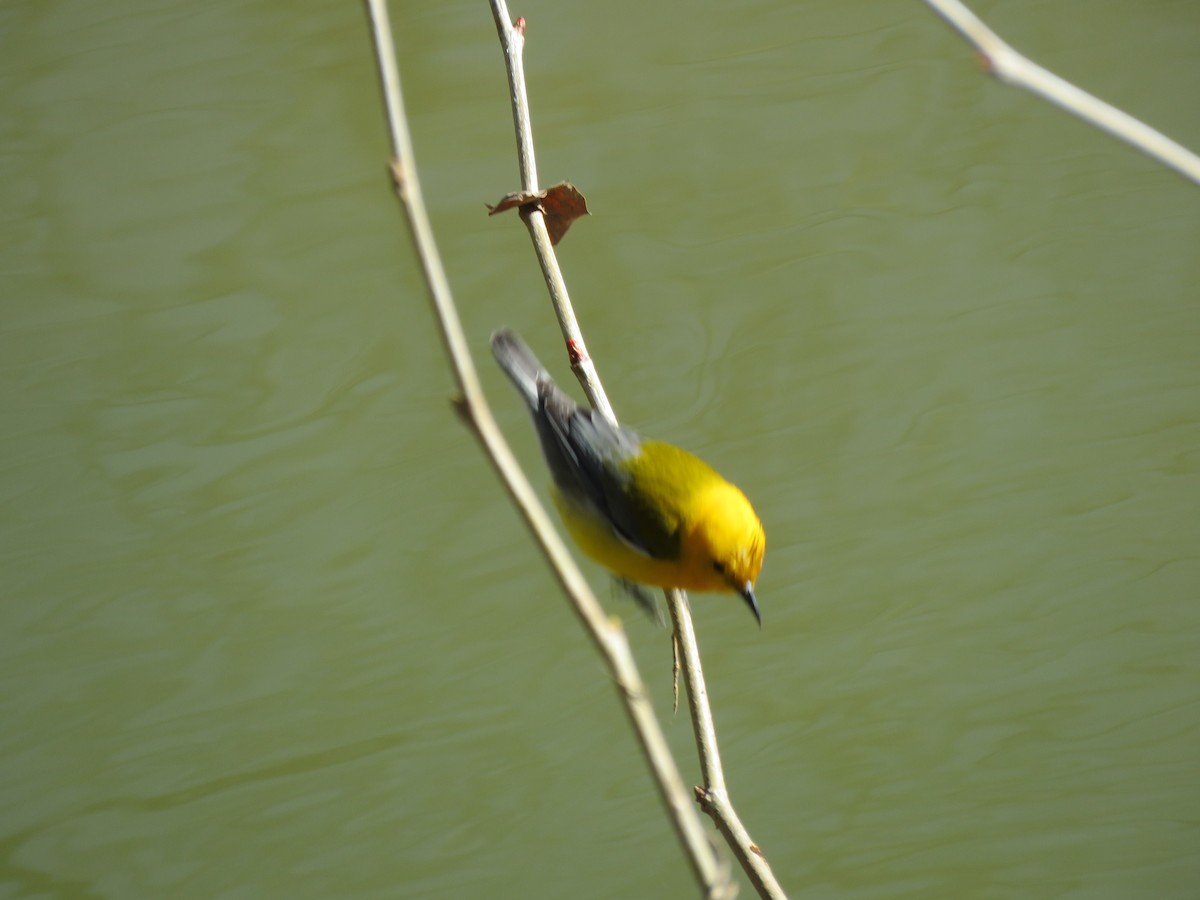 Prothonotary Warbler - Kathleen Fovargue