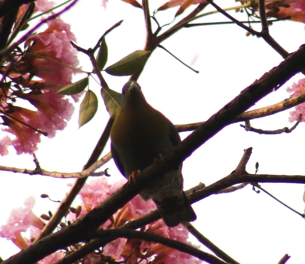 Yellow-footed Green-Pigeon - ML434662661