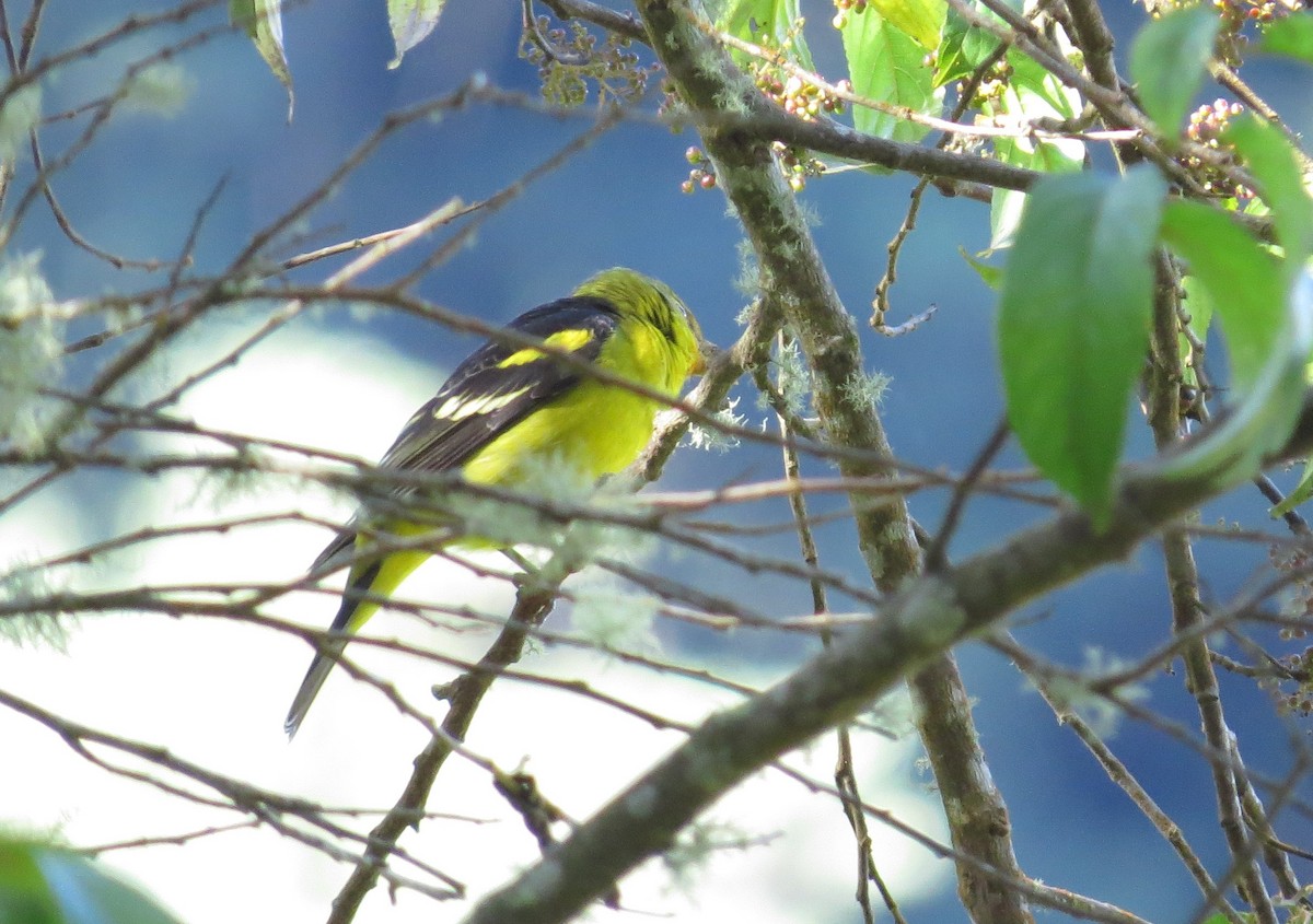 Western Tanager - ML43466391