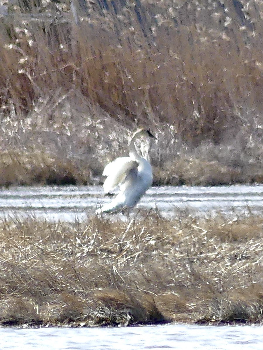 Trumpeter Swan - ML434664891