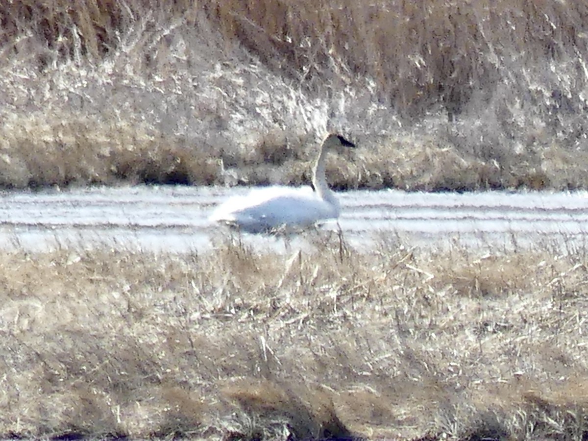 Trumpeter Swan - ML434664951