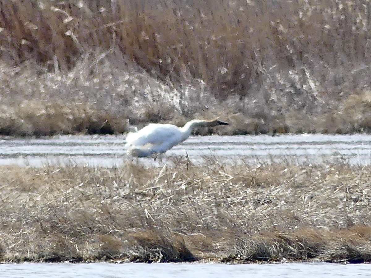 Trumpeter Swan - ML434664971