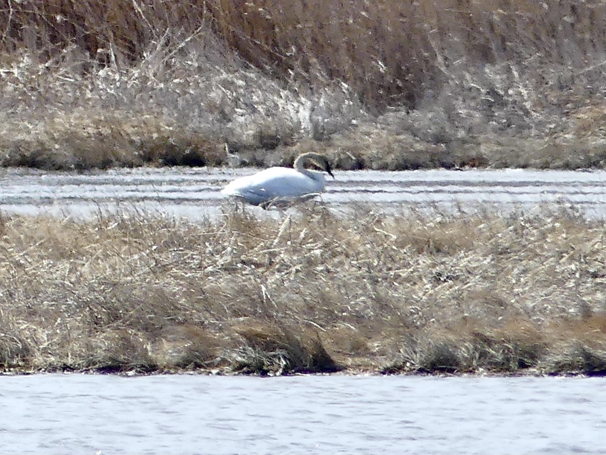 Cygne trompette - ML434664981