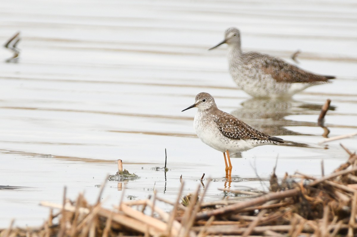 Lesser Yellowlegs - Manny Salas