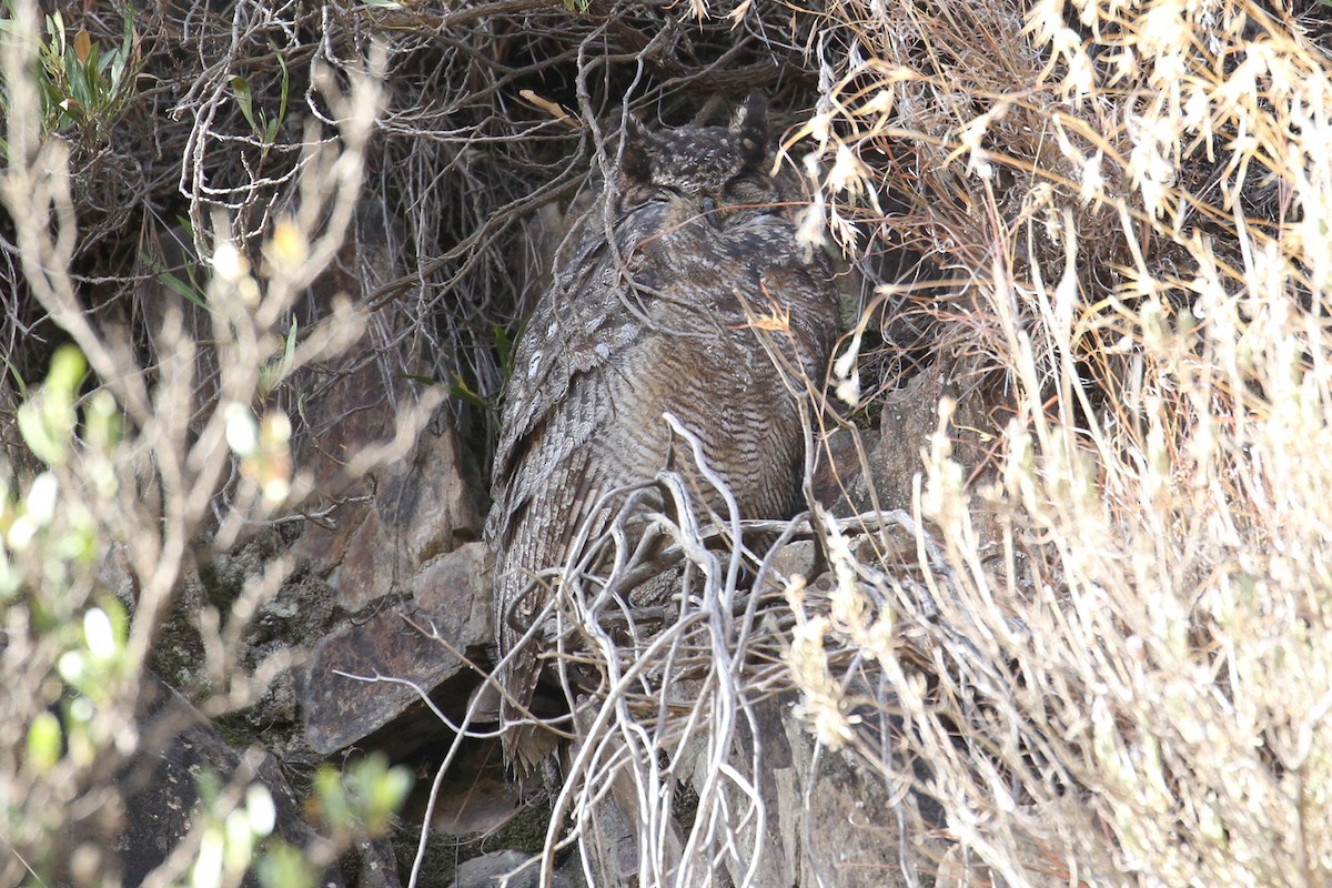 Arabian Eagle-Owl - ML434665931