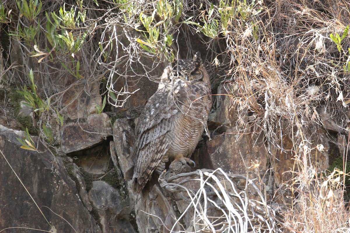 Arabian Eagle-Owl - ML434666011