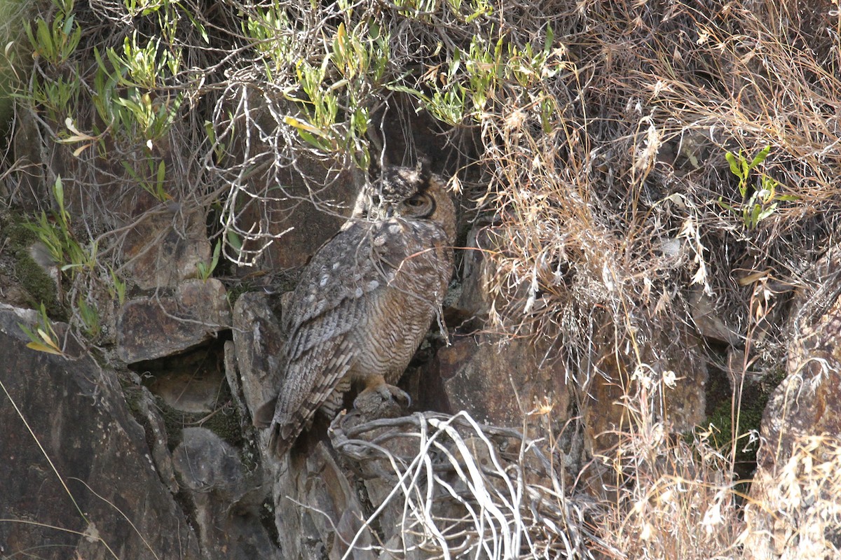 Arabian Eagle-Owl - ML434666021