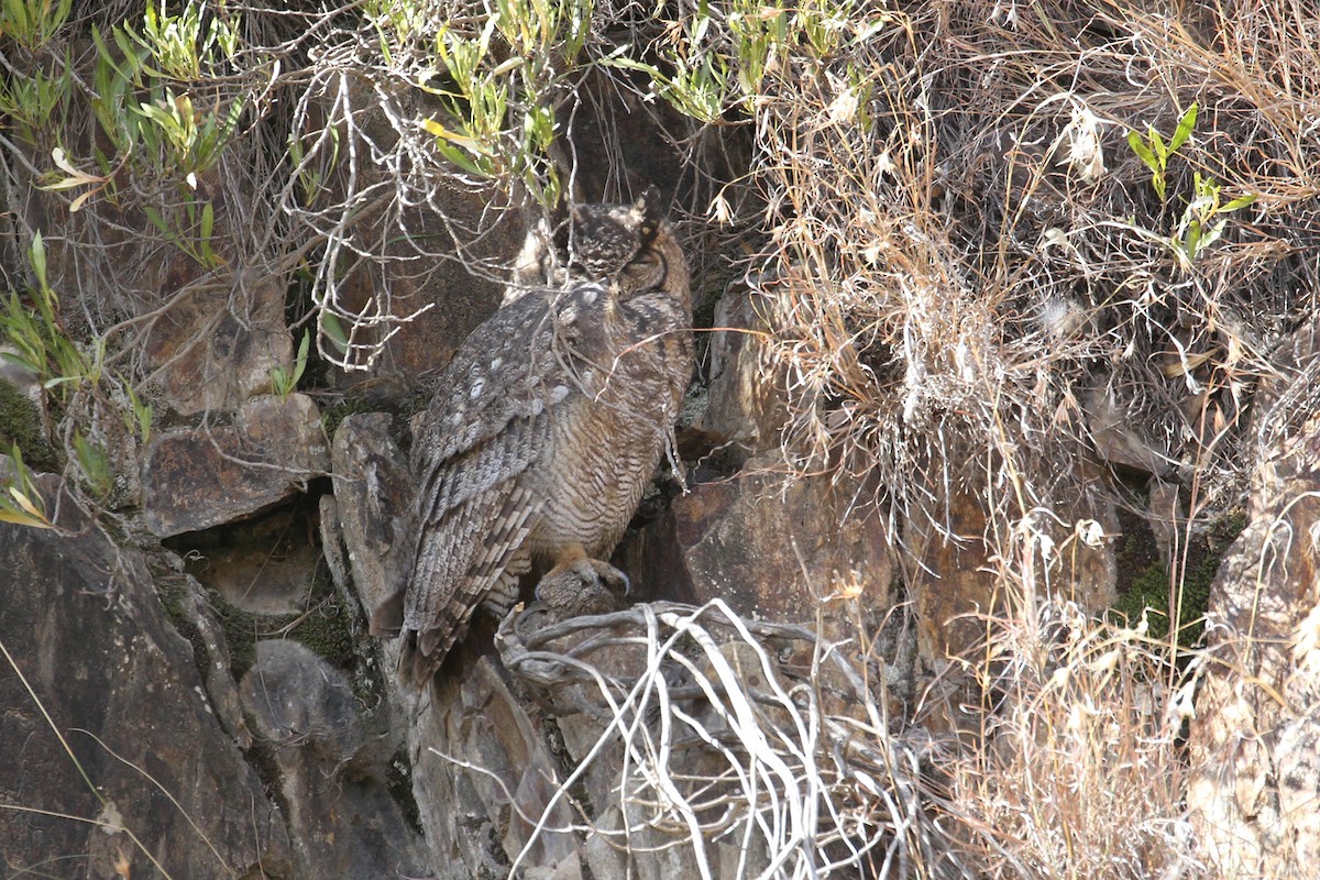 Arabian Eagle-Owl - ML434666051