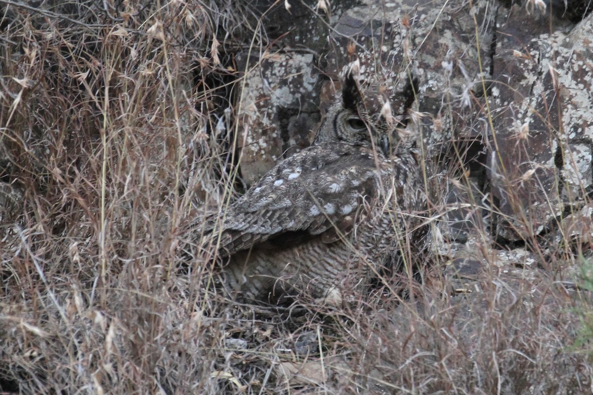 Arabian Eagle-Owl - Oscar Campbell