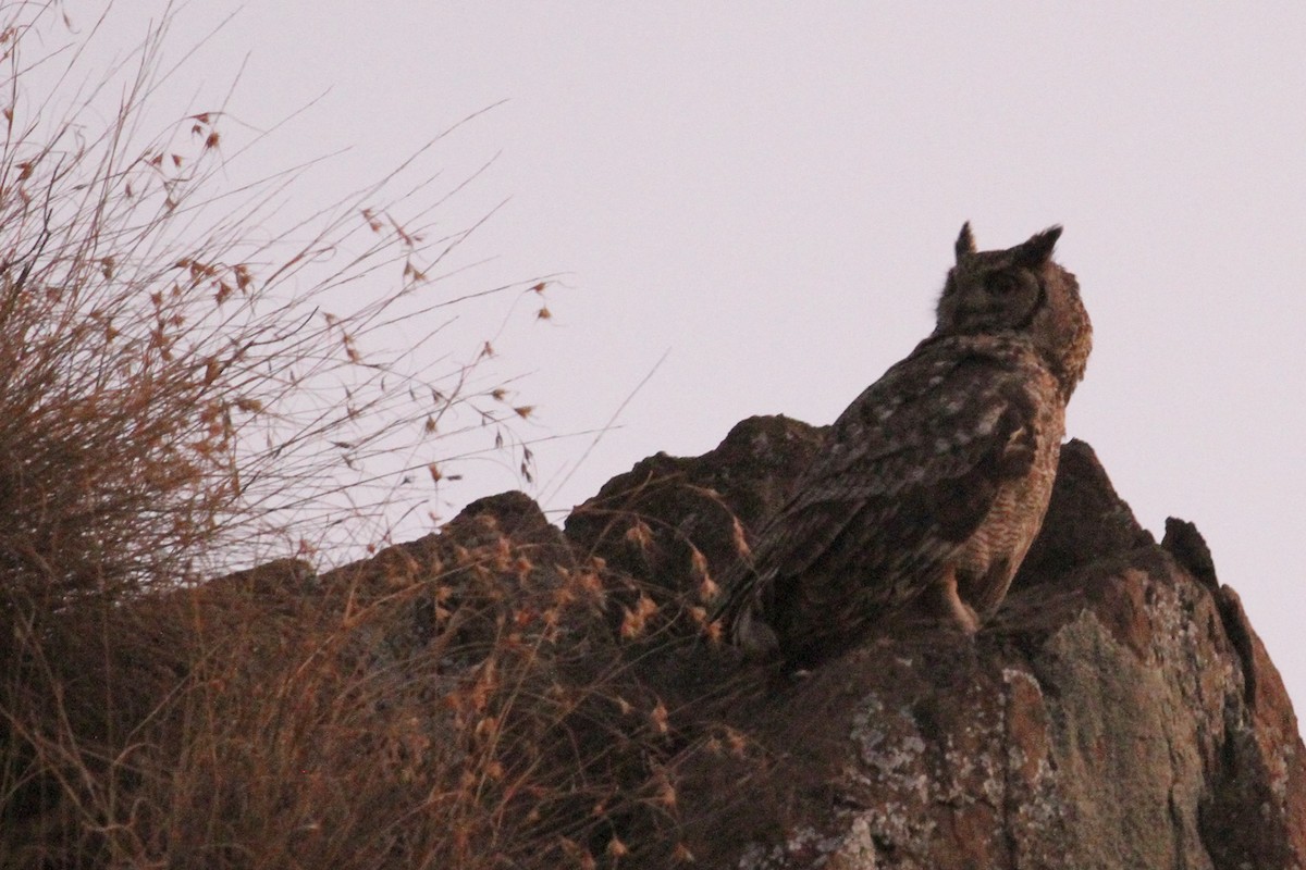 Arabian Eagle-Owl - ML434667341