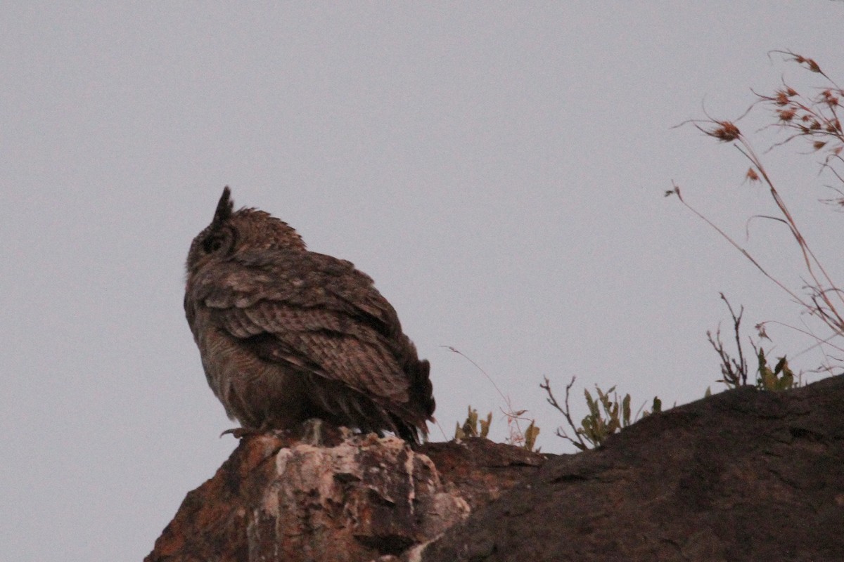 Arabian Eagle-Owl - ML434667351