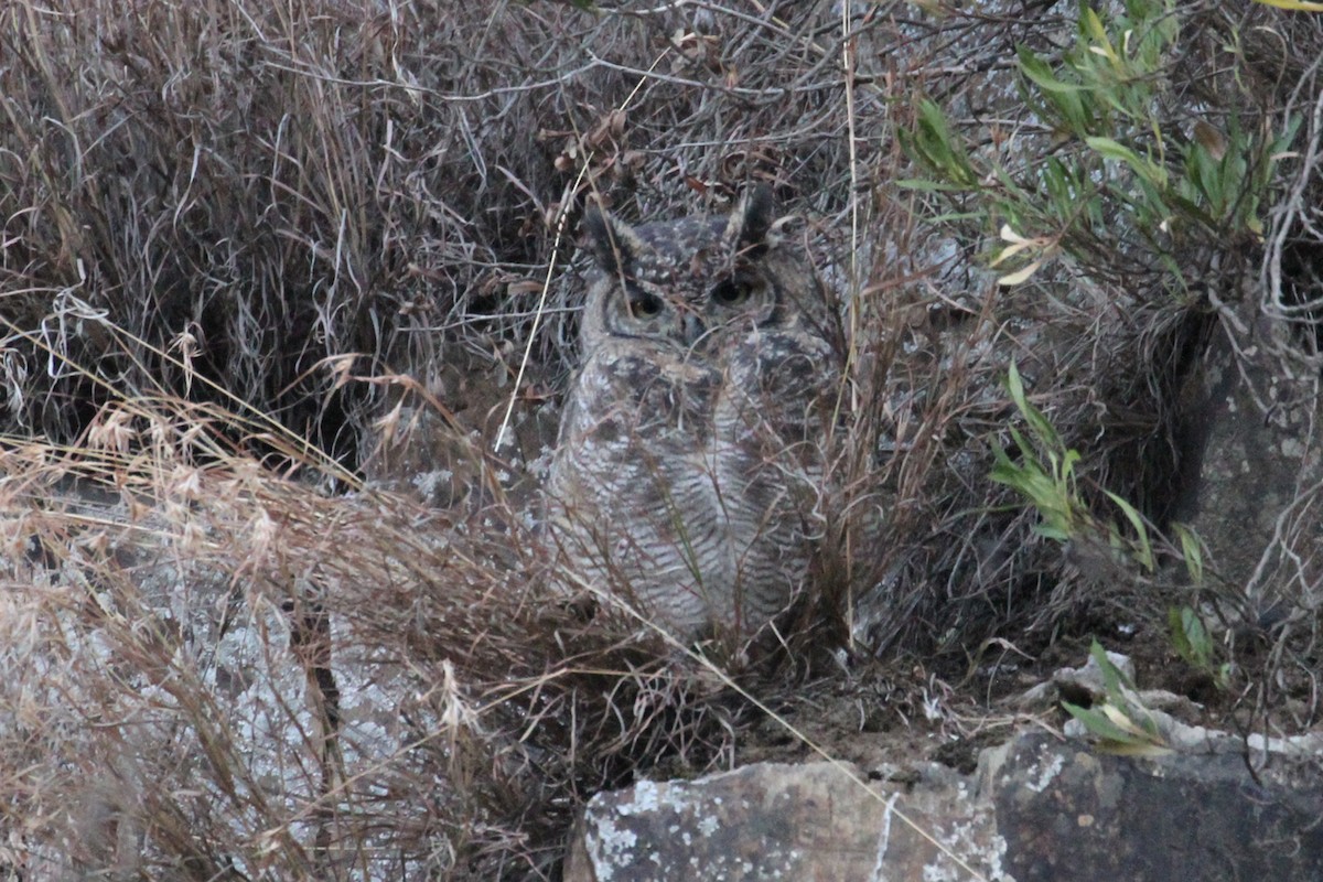 Arabian Eagle-Owl - ML434667361