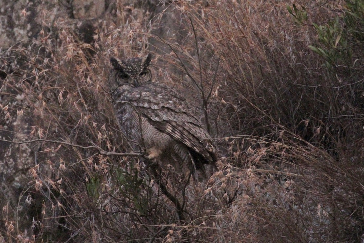 Arabian Eagle-Owl - ML434667371