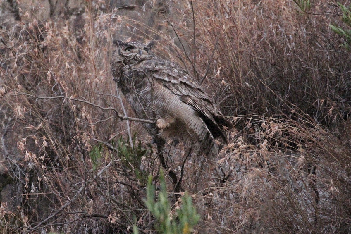 Arabian Eagle-Owl - ML434667381