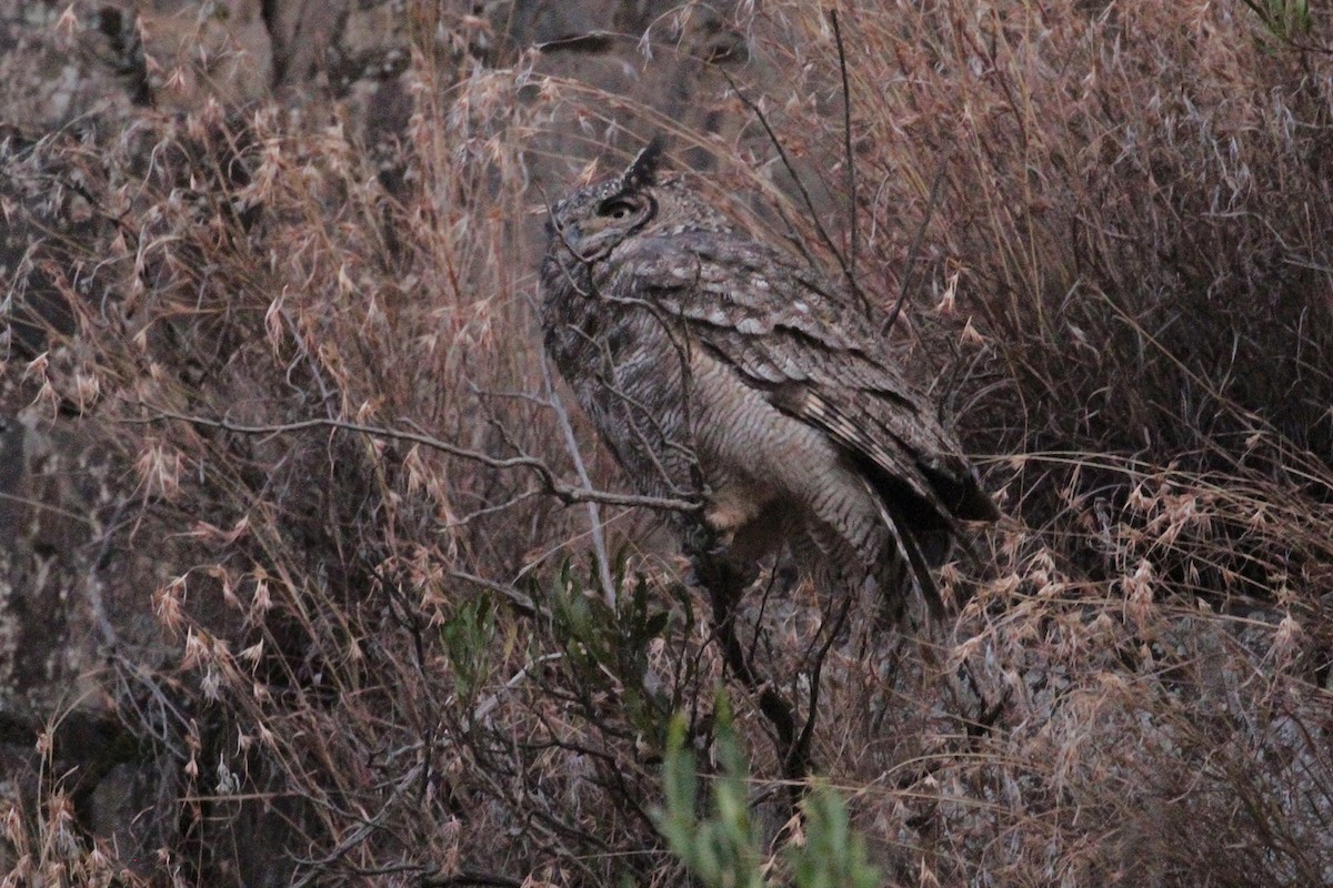 Arabian Eagle-Owl - ML434667401