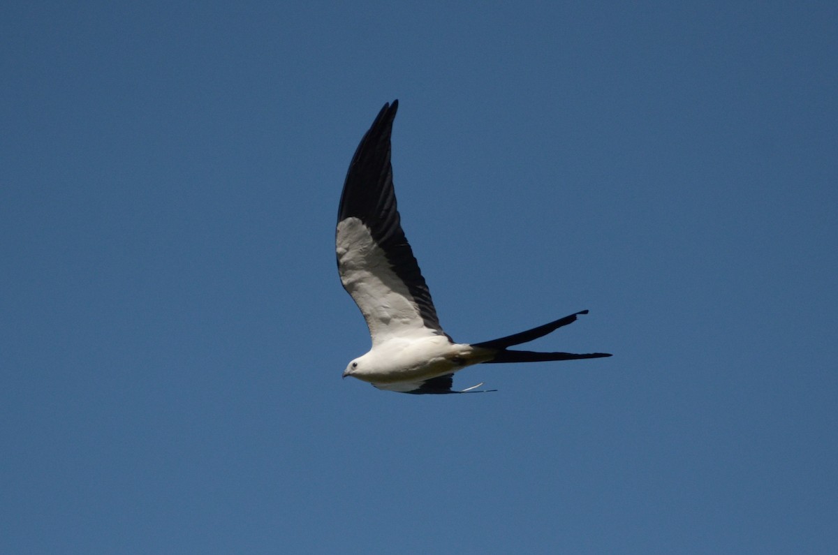 Swallow-tailed Kite - Nathaniel Sharp