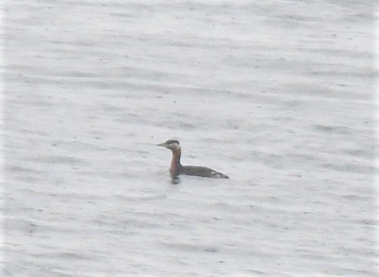 Red-necked Grebe - ML434668171