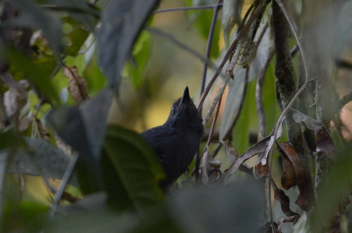 Dusky Antbird - Nathaniel Sharp