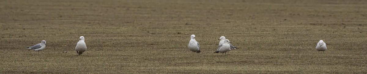 Ring-billed Gull - ML434668771