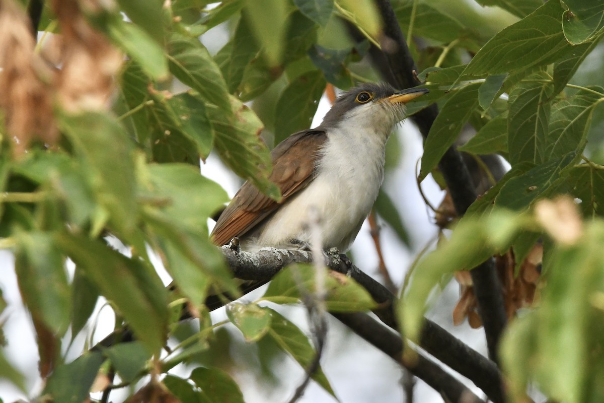 Yellow-billed Cuckoo - ML434669011