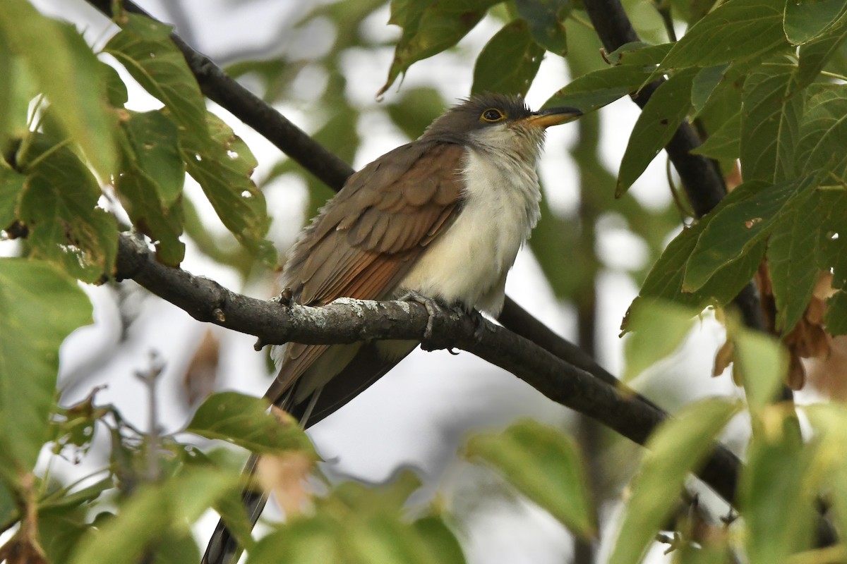 Yellow-billed Cuckoo - ML434669021