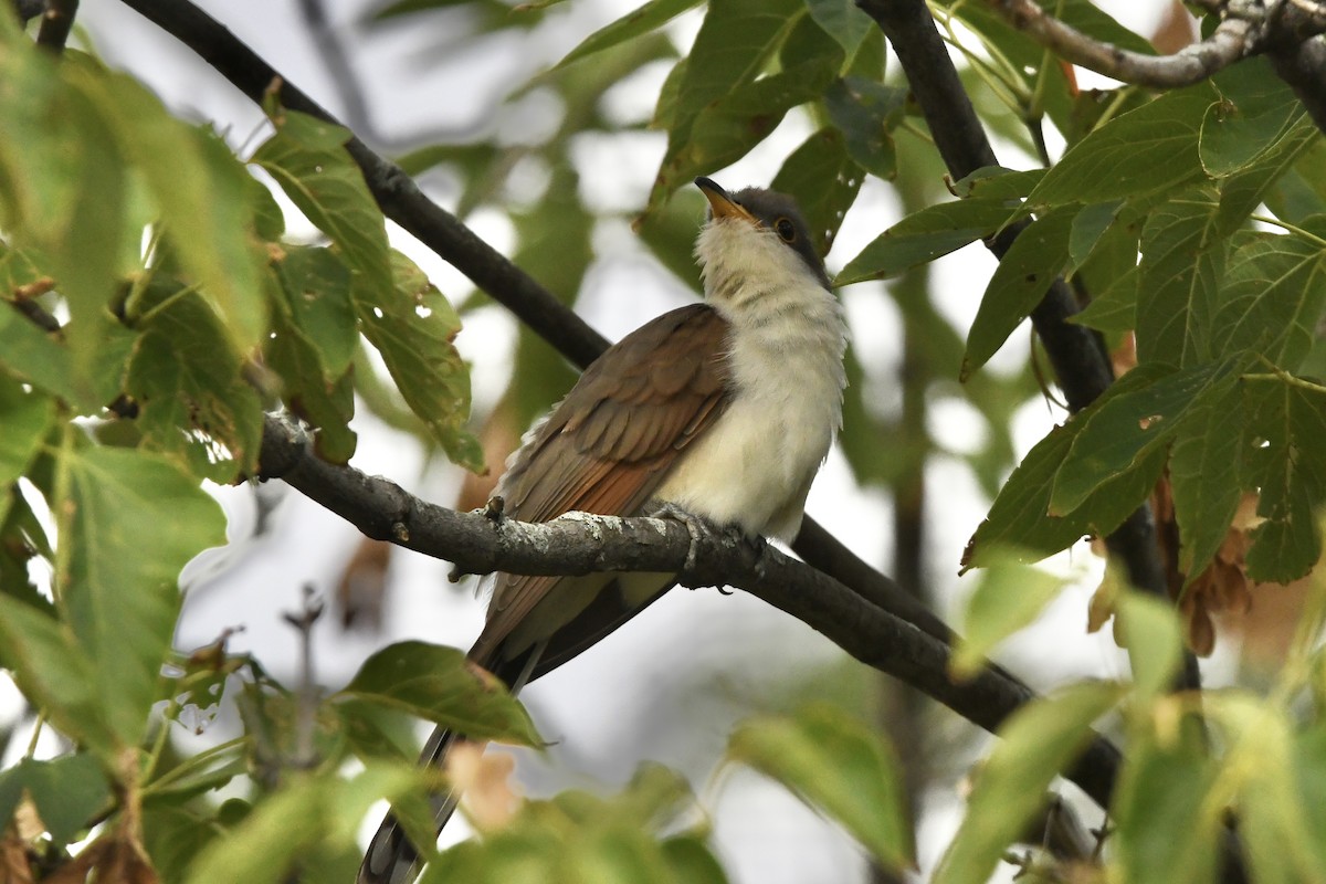 Yellow-billed Cuckoo - ML434669031