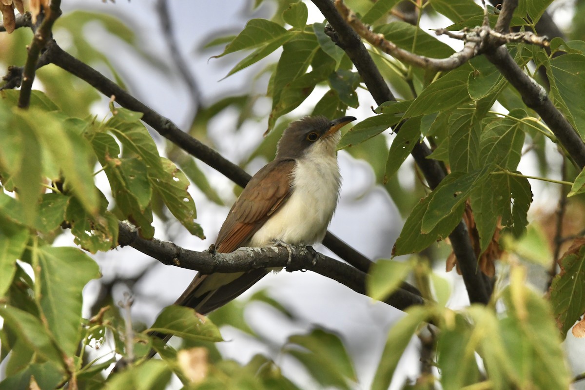 Yellow-billed Cuckoo - ML434669041