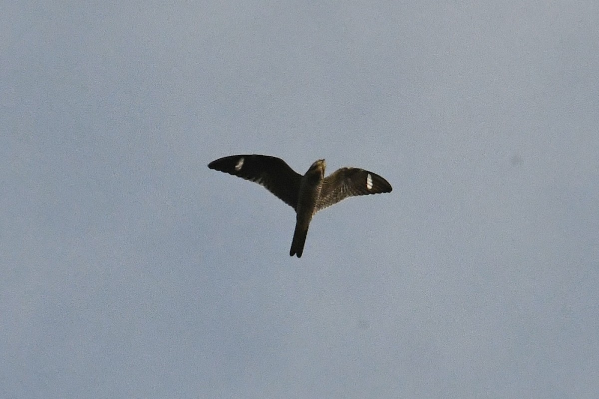 Common Nighthawk - ML434669051