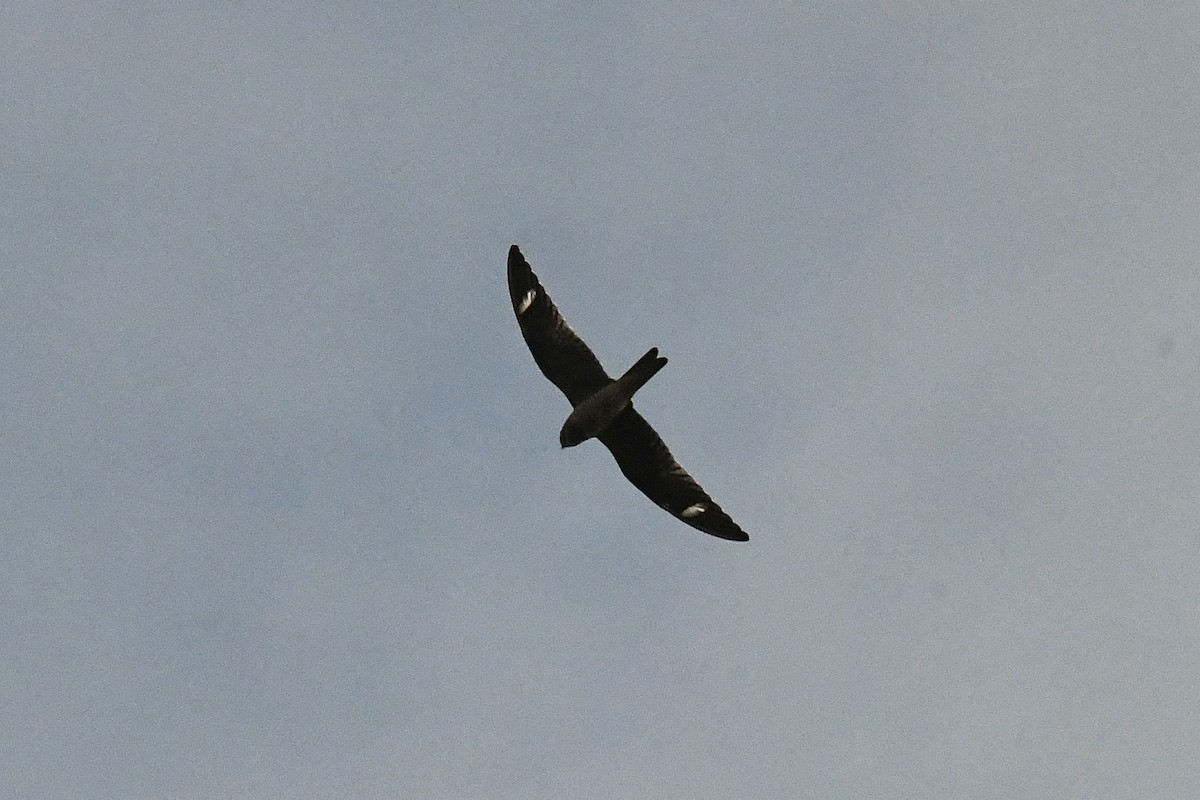 Common Nighthawk - ML434669111