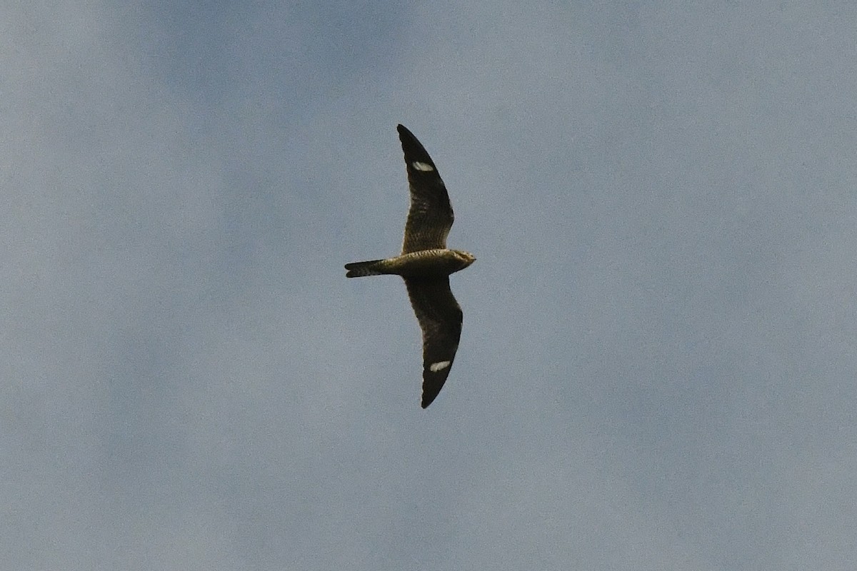 Common Nighthawk - ML434669131