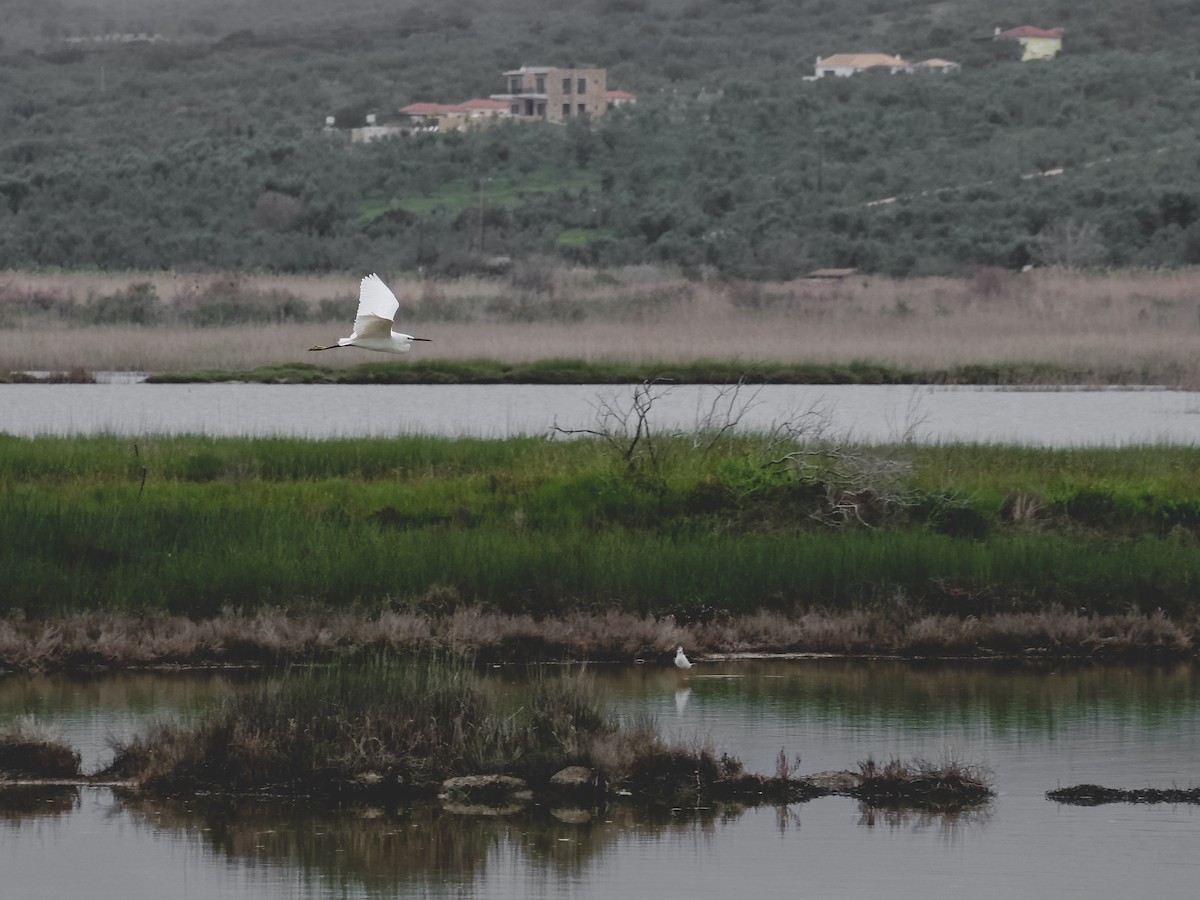 לבנית קטנה - ML434669161