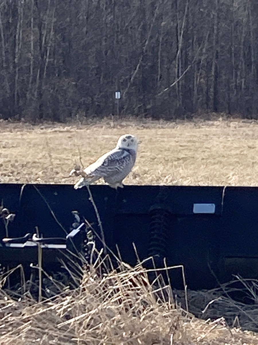 Snowy Owl - ML434670671