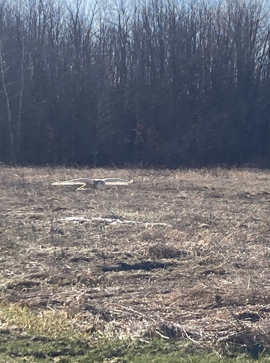 Snowy Owl - ML434670681